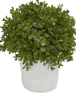 Havertys Boxwood Shrub Greenery New