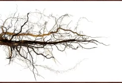 Havertys Branches Framed Art New