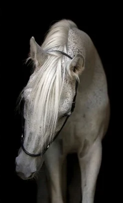 Havertys Bridled Canvas Best