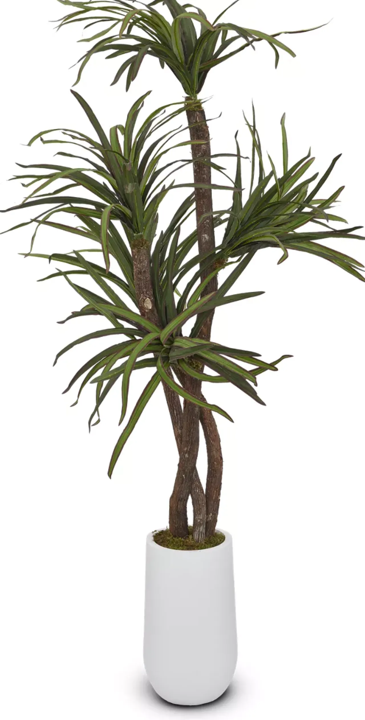 Havertys Dracaena Tree Clearance