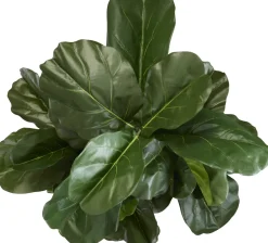 Havertys Fiddle Leaf II Tree Outlet
