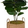 Havertys Fiddle Leaf IV Tree Hot