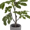Havertys Fig Tree Sale