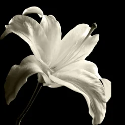 Havertys Floral Shadows Framed Art Clearance