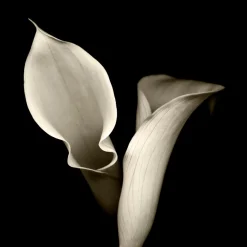 Havertys Floral Shadows Framed Art Clearance