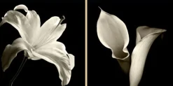 Havertys Floral Shadows Framed Art Clearance
