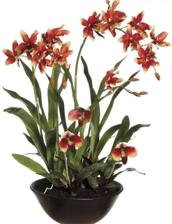 Havertys Lady's Slipper Floral Online