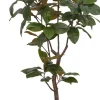Havertys Magnolia Tree