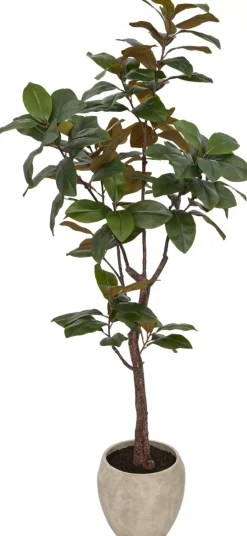Havertys Magnolia Tree