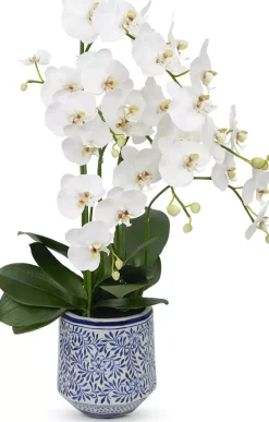 Havertys Moth Orchid II Floral Outlet