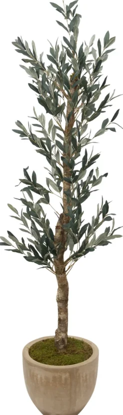 Havertys Olive II Tree Online