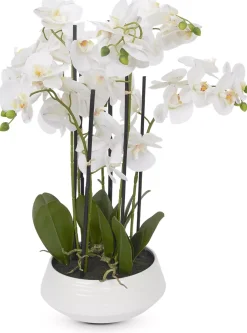 Havertys Orchid III Floral New