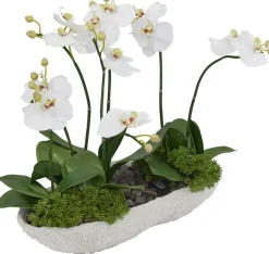 Havertys Orchid Skimmia Floral Clearance