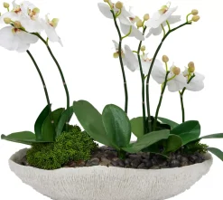 Havertys Orchid Skimmia Floral Clearance