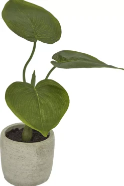 Havertys Philodendron Greenery Clearance