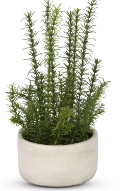 Havertys Rosemary Greenery New