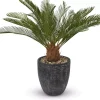 Havertys Sago Cycas Tree Outlet