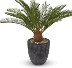 Havertys Sago Cycas Tree Outlet