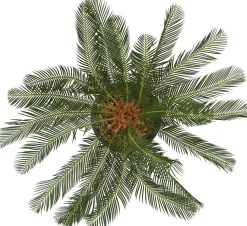 Havertys Sago Cycas Tree Outlet