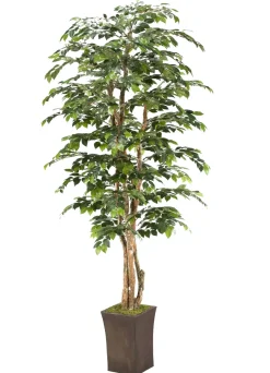Havertys Sakaki Tree Discount