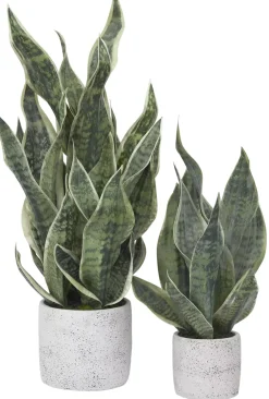 Havertys Sansevieria Greenery Discount