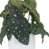 Havertys Spotted Begonia Greenery Sale